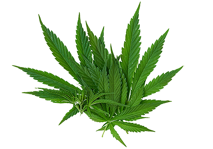 leaf-2-2.png